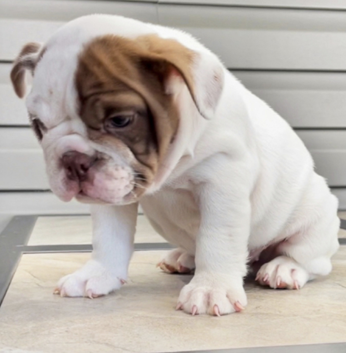 comprar cachorros sanos, baratos y asequibles para la venta